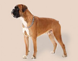 nemecky-boxer-1-.jpg